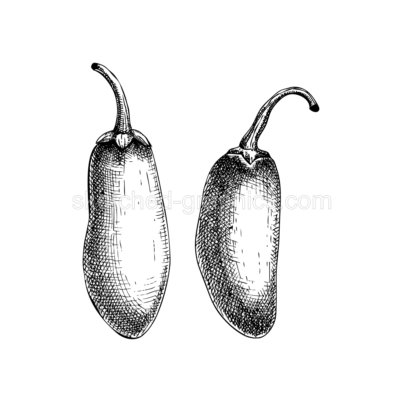 Ripe jalapeno chili pepper sketches set. Hot spices, vegetarian, healthy food hand drawn vector illustration. Mexican cuisine menu design elements. Jalapeno with slices and seeds drawings Illustration